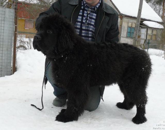 Фото: ньюфаундленд Пчёлкин Дом Вениамин (Pchiolkin Dom Veniamin)