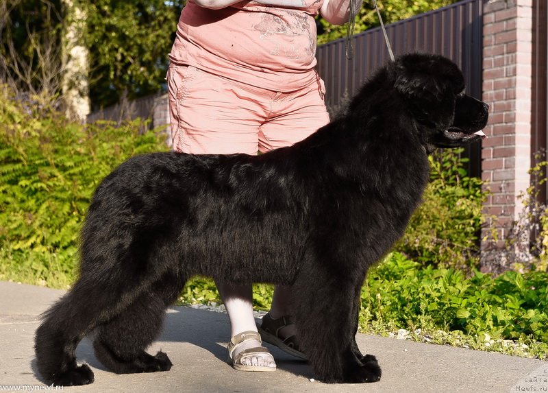 Фото: ньюфаундленд Сент Джонс Леавэс ин Аутумн (Sent Djons Leaves in Autumn)