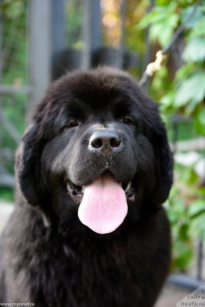 Фото: ньюфаундленд Сент Джонс Леавэс ин Аутумн (Sent Djons Leaves in Autumn)