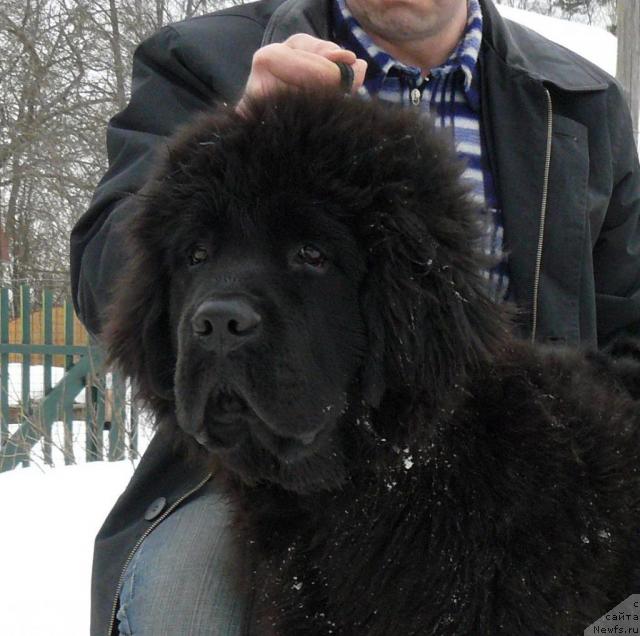 Фото: ньюфаундленд Пчёлкин Дом Вениамин (Pchiolkin Dom Veniamin)