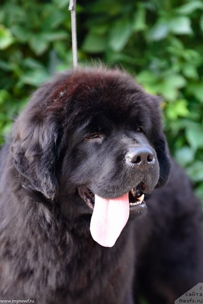 Фото: ньюфаундленд Сент Джонс Леавэс ин Аутумн (Sent Djons Leaves in Autumn)