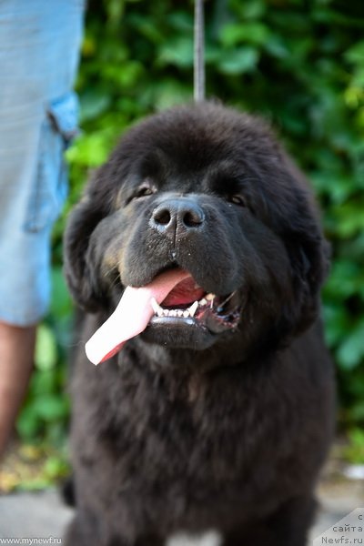 Фото: ньюфаундленд Сент Джонс Леавэс ин Аутумн (Sent Djons Leaves in Autumn)