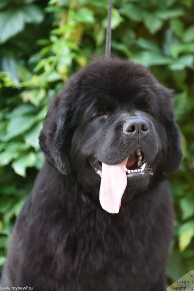 Фото: ньюфаундленд Сент Джонс Леавэс ин Аутумн (Sent Djons Leaves in Autumn)