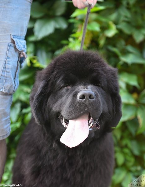 Фото: ньюфаундленд Сент Джонс Леавэс ин Аутумн (Sent Djons Leaves in Autumn)
