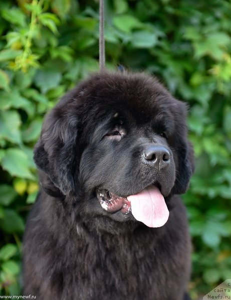 Фото: ньюфаундленд Сент Джонс Леавэс ин Аутумн (Sent Djons Leaves in Autumn)