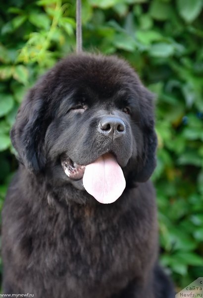 Фото: ньюфаундленд Сент Джонс Леавэс ин Аутумн (Sent Djons Leaves in Autumn)