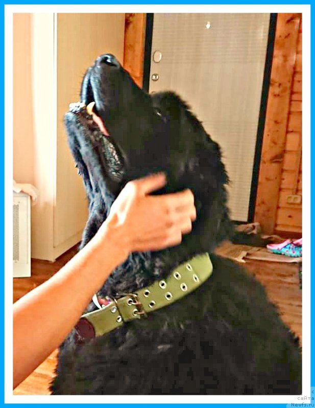 Фото: ньюфаундленд Плюшевая Панда Яр (Plushevaya Panda Yar)