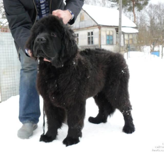 Фото: ньюфаундленд Пчёлкин Дом Вениамин (Pchiolkin Dom Veniamin)