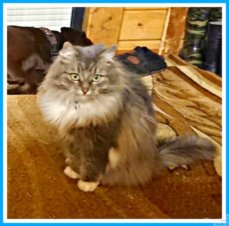 Фотография № 244296