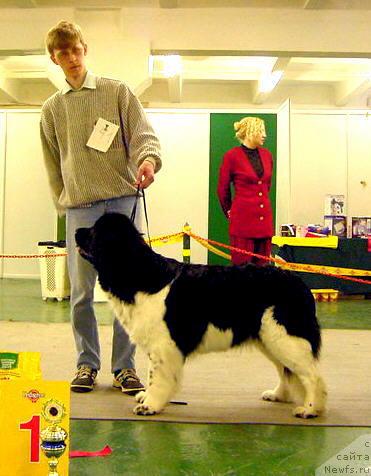 Фото: ньюфаундленд Geminorum Undara