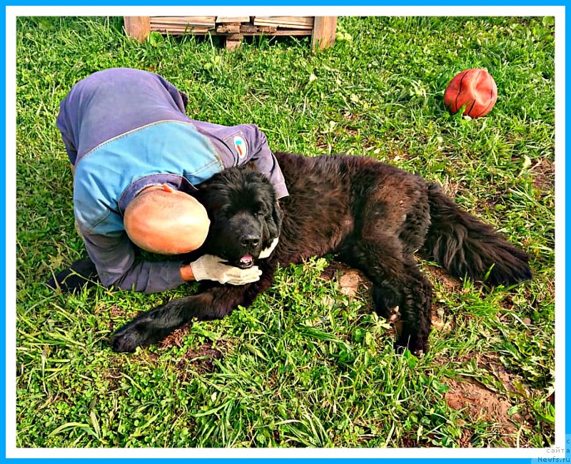 Фото: ньюфаундленд Плюшевая Панда Яр (Plushevaya Panda Yar)
