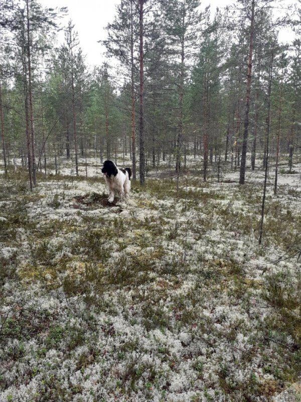 Фото: ньюфаундленд Диор от Карельских Медведей