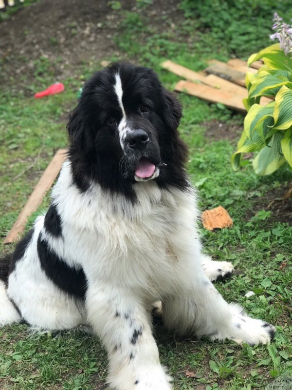 Фото: ньюфаундленд Диор от Карельских Медведей