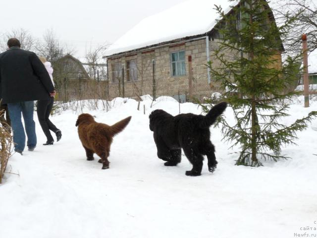 Фото: Алексей Заваруев, ньюфаундленд Марица с Берега Дона для Пчёлкиного Дома (Maritsa s Berega Dona for Pchiolkin Dom), ньюфаундленд Пчёлкин Дом Вениамин (Pchiolkin Dom Veniamin)