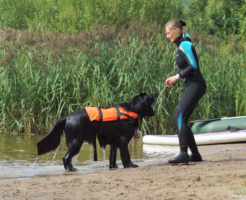 Фото: ньюфаундленд Смигар Глен Эллен (Smigar Glen Ellen)