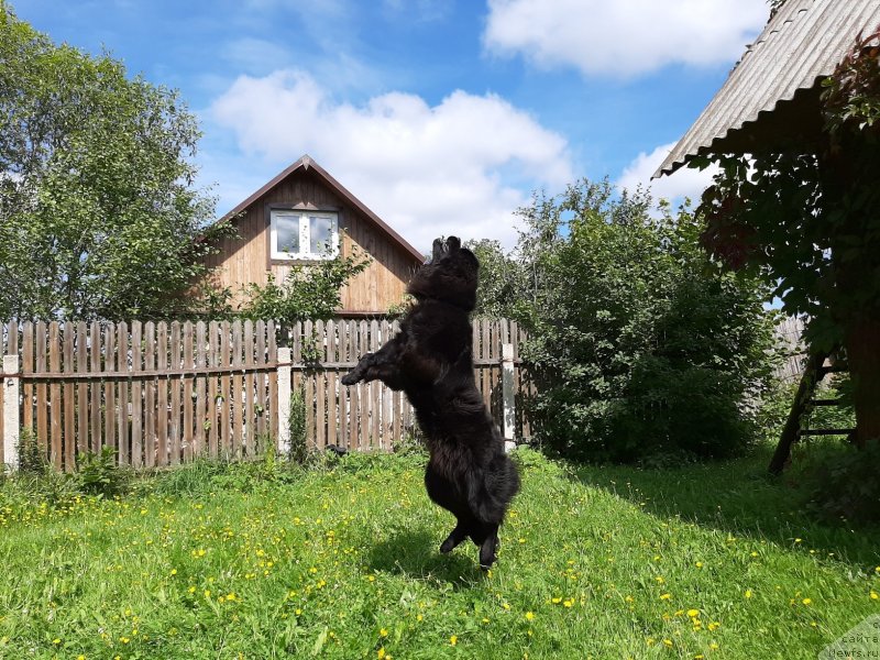 Фото: ньюфаундленд Риччи с Берега Дона (Richchi s Berega Dona)