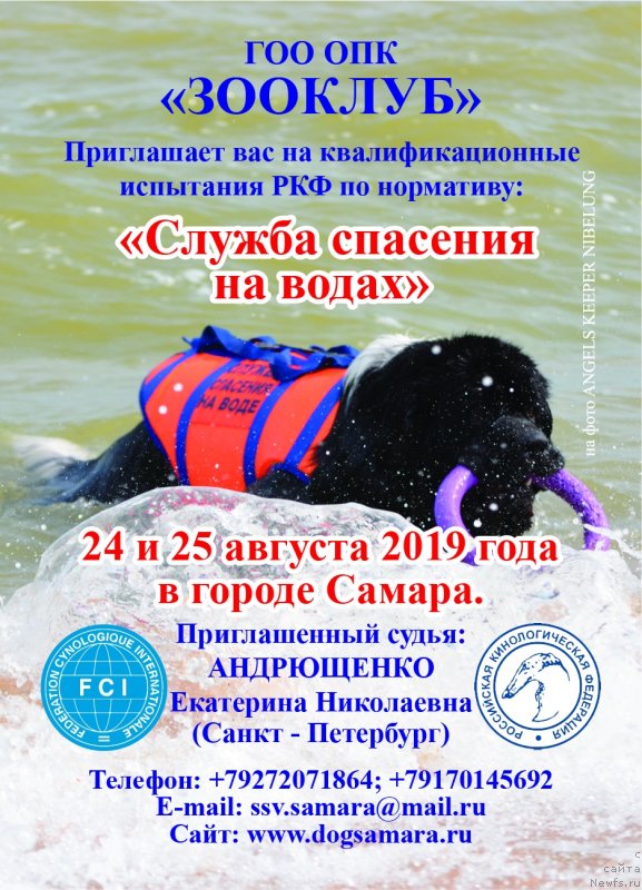 Фото: ньюфаундленд Энджелс Кипер Нибелунг (Angels Keeper Nibelung)