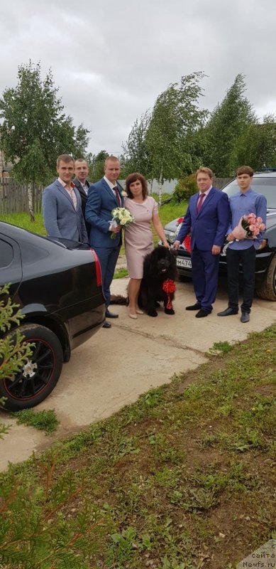 Фото: ньюфаундленд Сириус Большой Пес