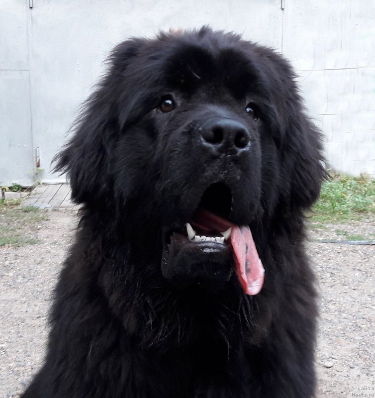 Фото: ньюфаундленд Океан Мечты Атлант