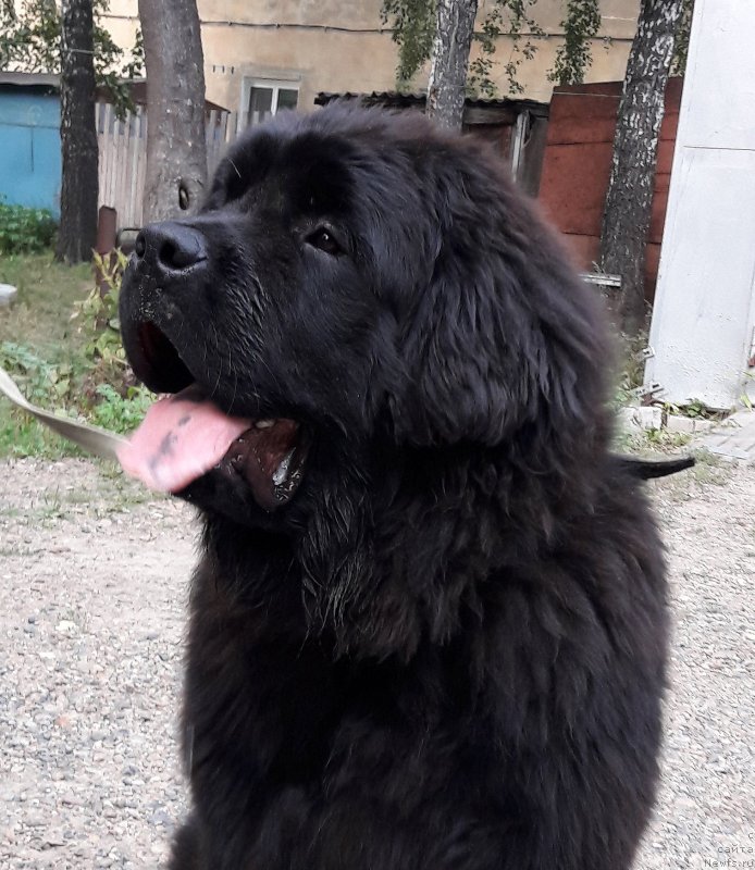 Фото: ньюфаундленд Океан Мечты Атлант