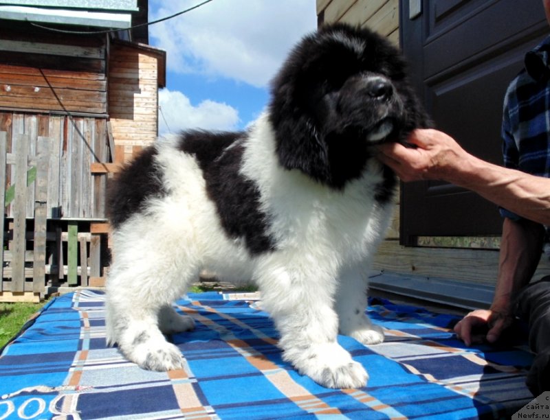 Фото: ньюфаундленд Иллулисат от Карельских Медведей