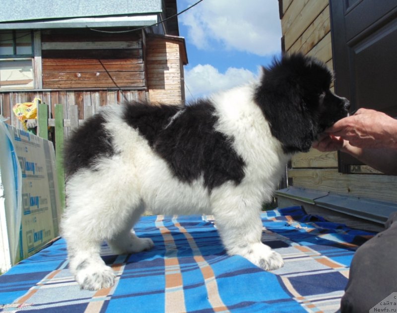 Фото: ньюфаундленд Иллулисат от Карельских Медведей