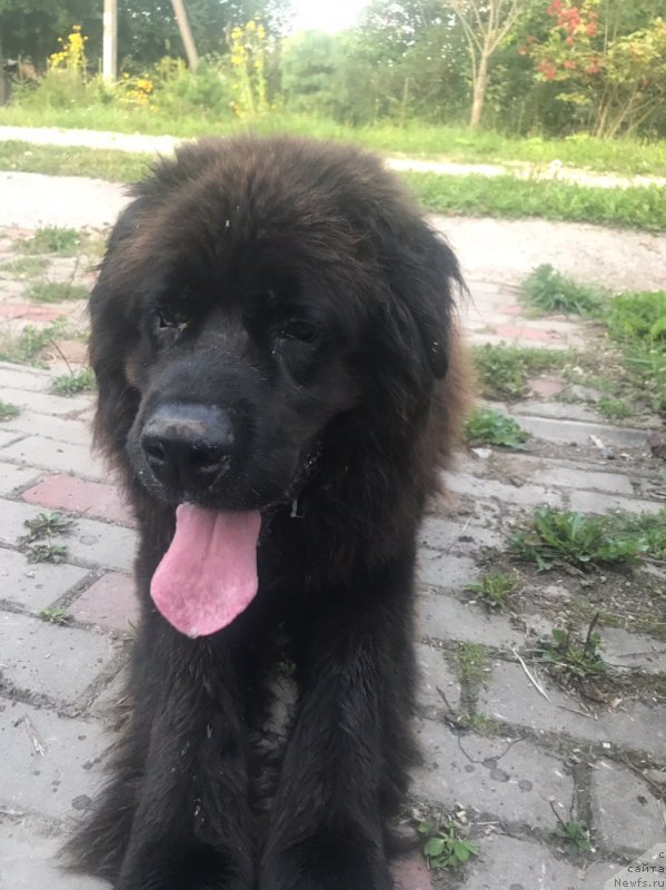 Фотография № 244372