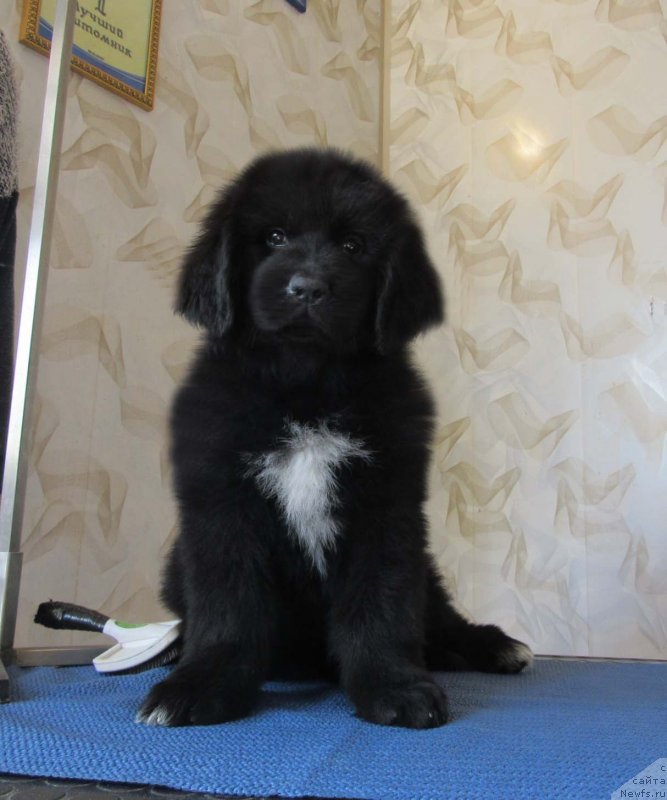 Фото: ньюфаундленд Zhemchuzhnaya Laguna Bolshoj Malysh