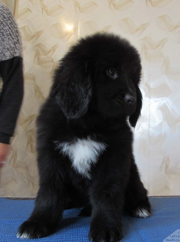 Фото: ньюфаундленд Zhemchuzhnaya Laguna Bolshoj Malysh