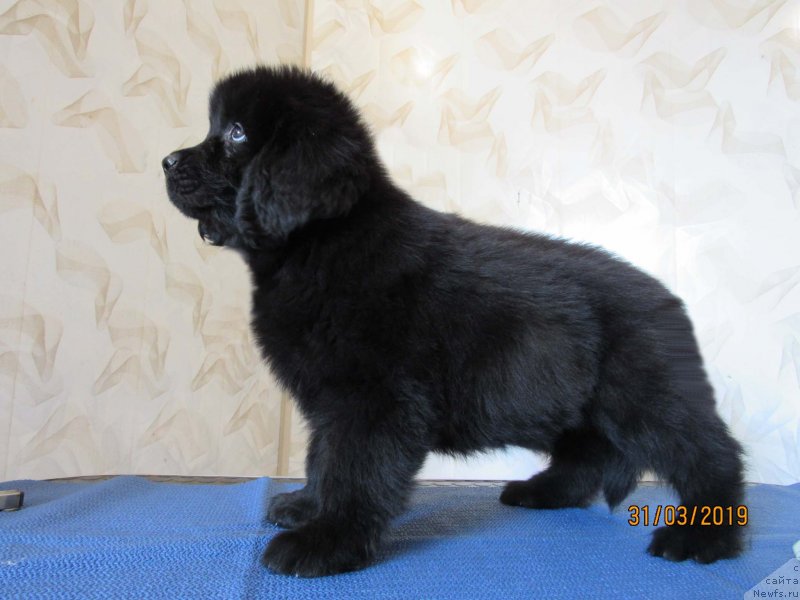 Фото: ньюфаундленд Zhelannaya Lyubava Bolshoj Malysh