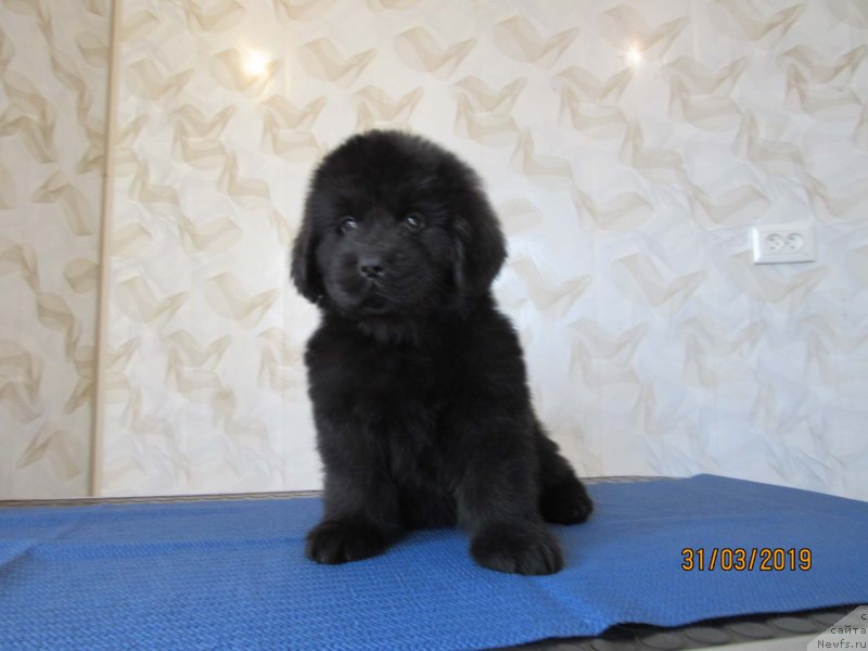 Фото: ньюфаундленд Zhrebij Schastya Lui Bolshoj Malysh