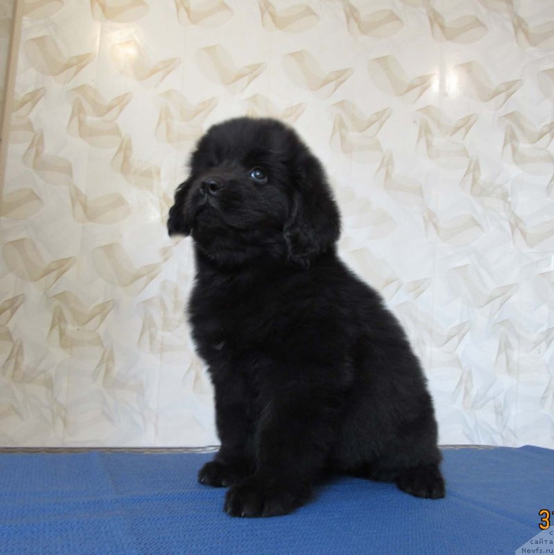 Фото: ньюфаундленд Zhar Ptitsa Leda Bolshoj Malysh