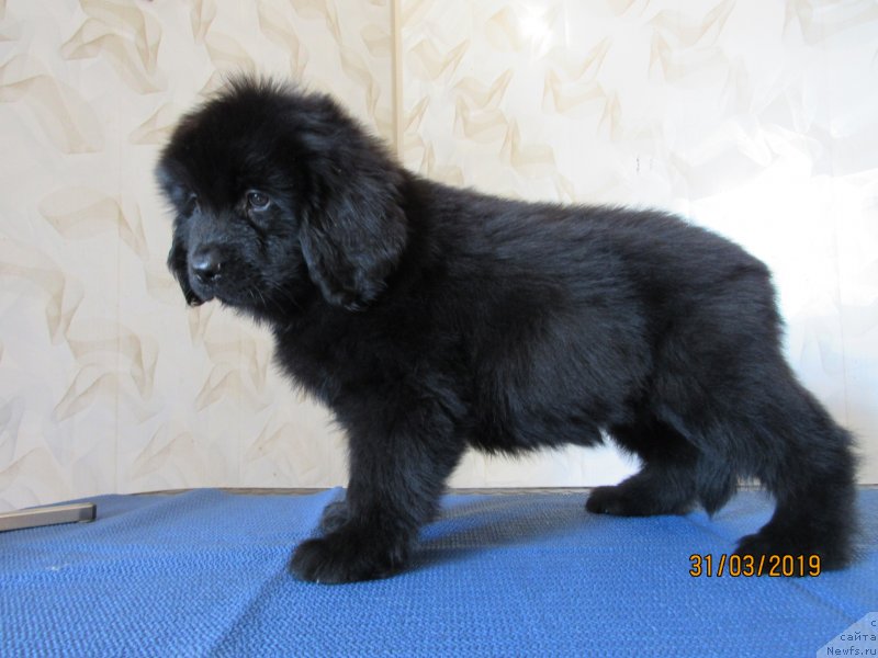 Фото: ньюфаундленд Zhasminovaya Lu-Lu Bolshoj Malysh