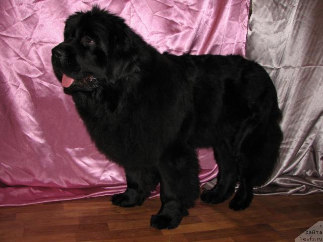 Фото: ньюфаундленд Оттава (Ottava)