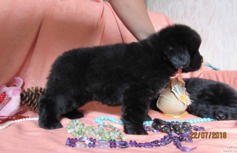 Фото: ньюфаундленд Kimiko Bolshoj Malysh