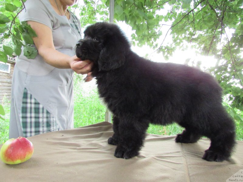 Фото: ньюфаундленд Kimiko Bolshoj Malysh