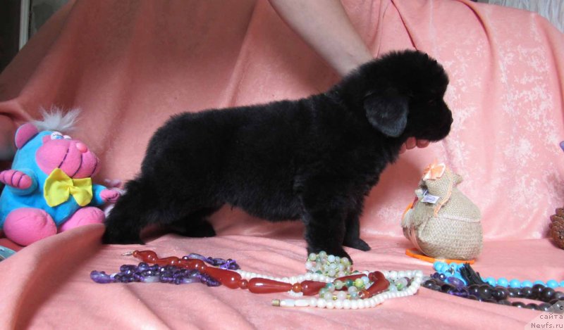 Фото: ньюфаундленд Kiss-in-the-ring Bolshoj Malysh