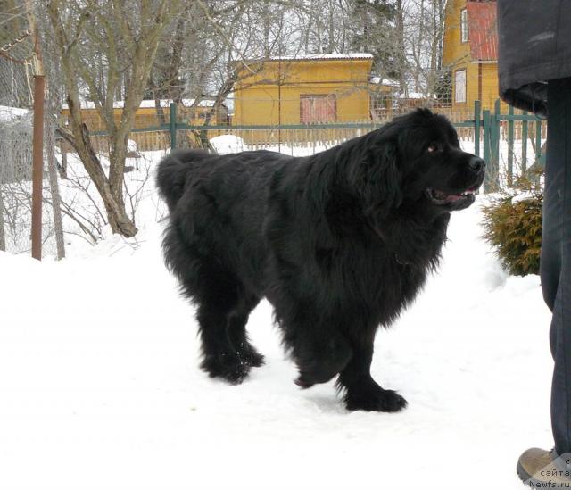Фото: ньюфаундленд Пчёлкин Дом Аквилегия