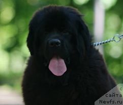 Фото: ньюфаундленд Karamel'naja Mika Bolshoj Malysh
