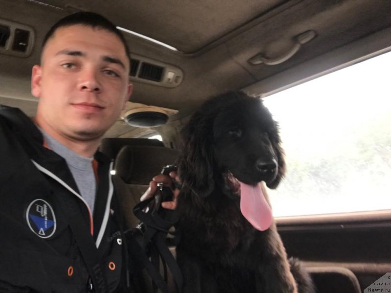 Фото: ньюфаундленд Май Френд Ньюфи Лавендэ Палм (May Frend Newfy Lavender Palm)