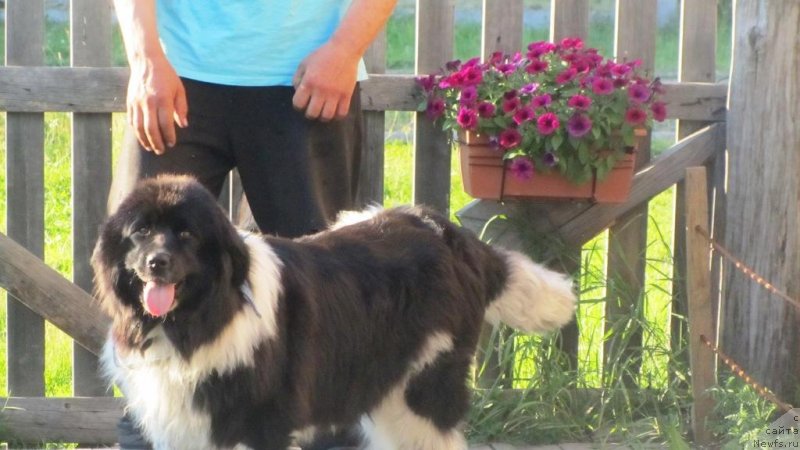 Фотография № 244483