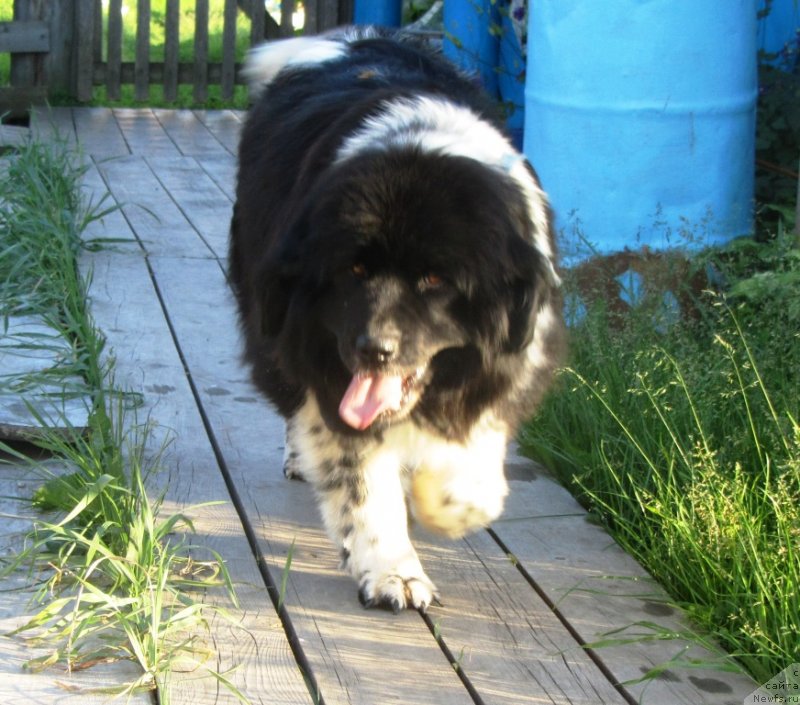 Фотография № 244484