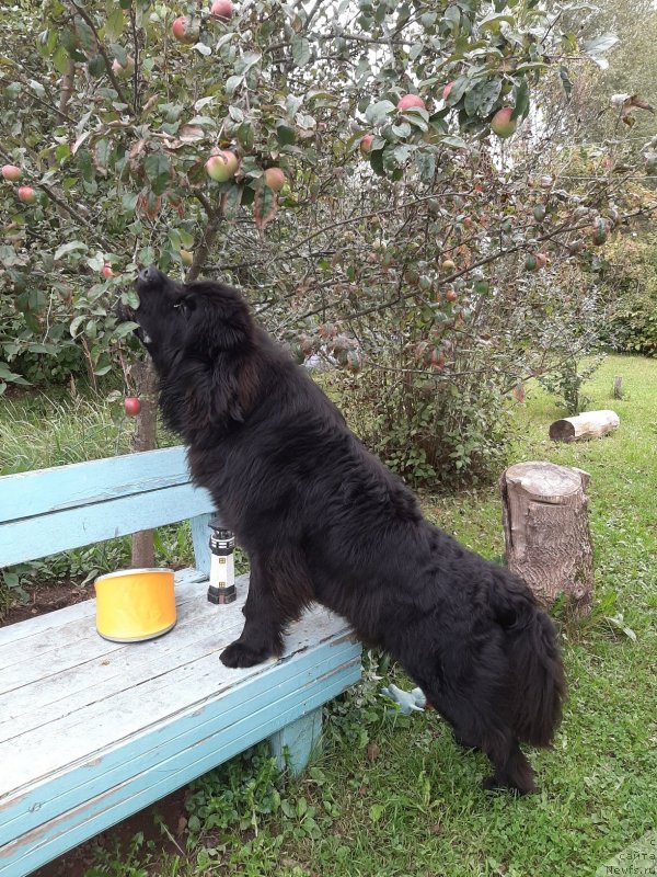 Фото: ньюфаундленд Риччи с Берега Дона (Richchi s Berega Dona)