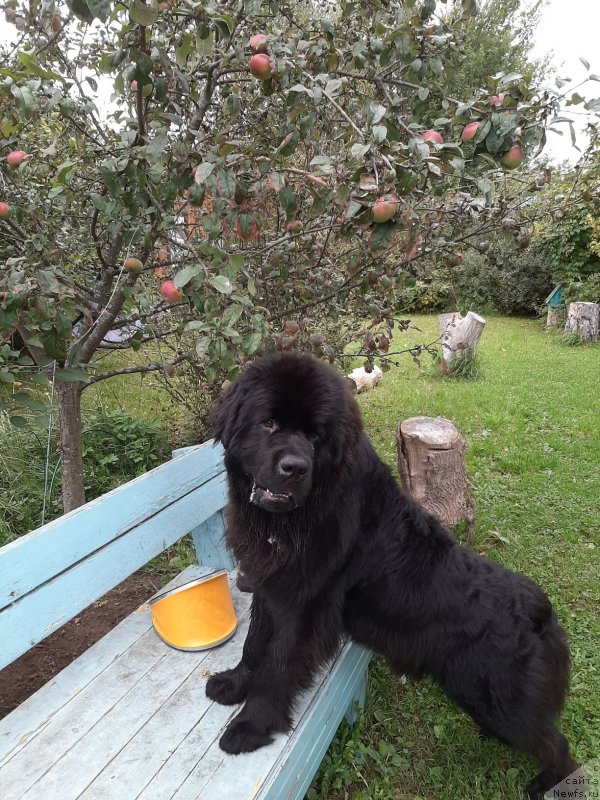 Фото: ньюфаундленд Риччи с Берега Дона (Richchi s Berega Dona)