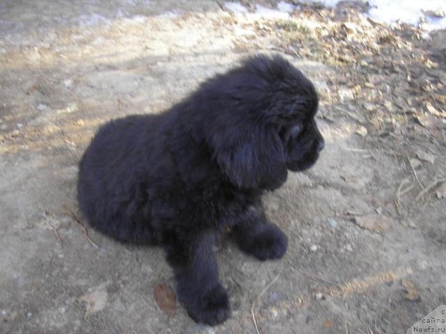 Фото: ньюфаундленд Оттава (Ottava)