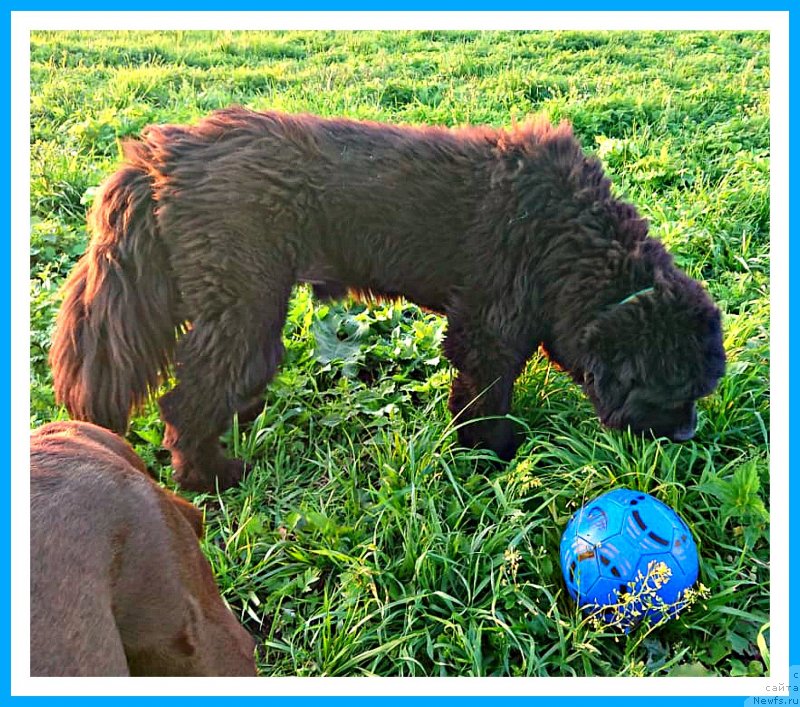 Фото: ньюфаундленд Плюшевая Панда Яр (Plushevaya Panda Yar), Ярик