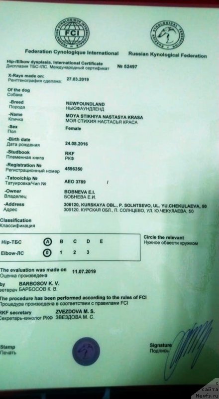 Фото: ньюфаундленд Моя Стихия Настасья Краса (Moya Stikhiya Nastasya Krasa)