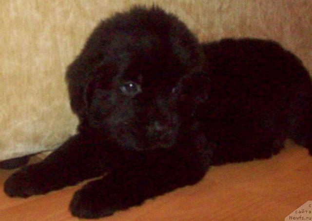 Фото: ньюфаундленд Любовь Земная