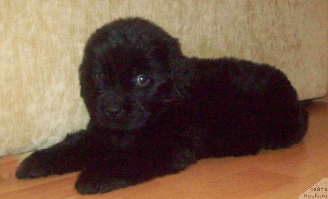 Фото: ньюфаундленд Любовь Земная