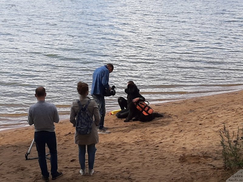 Фото: ньюфаундленд Риччи с Берега Дона (Richchi s Berega Dona), Анастасия Киреева
